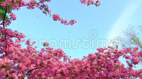 在春天的花园或公园里慢动作的行走和跳跃的粉红色樱花树视频的预览图