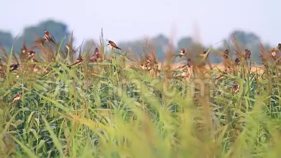 燕子在飞往非洲的长途飞行前坐在芦苇丛上视频的预览图