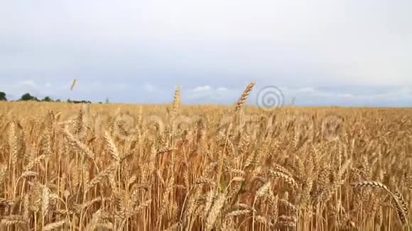 成熟的麦秆和雷云视频的预览图