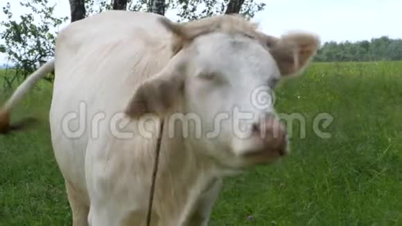 草地上的白牛现金牛站在绿色的田野里摇着尾巴慢动作特写镜头视频的预览图