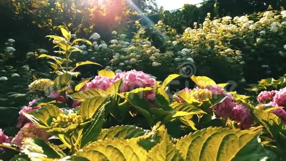 粉红色的花在花园的阳光下视频的预览图