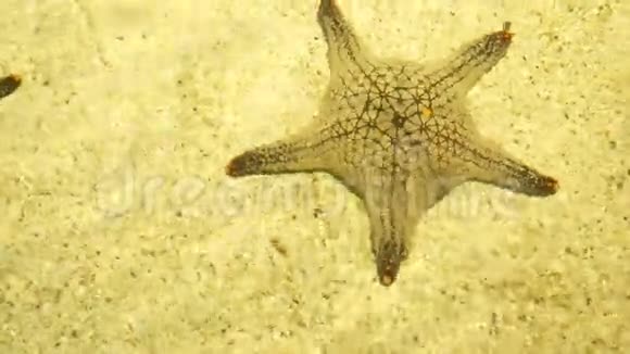 水下世界海水中的海星在阳光下的浅水中视频的预览图
