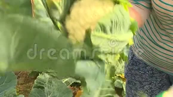 秋收的油菜花视频的预览图
