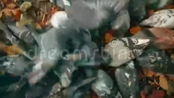 秋天公园里的鸽子视频的预览图