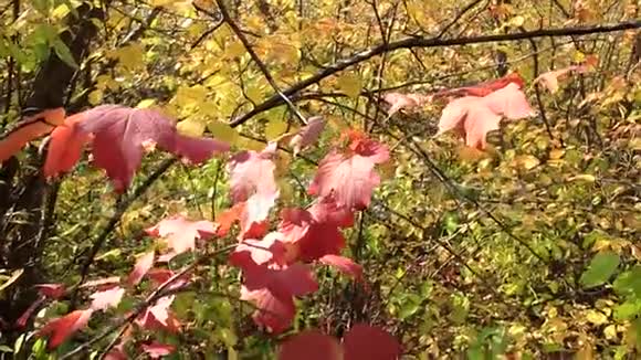 红色的秋叶视频的预览图