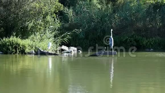 灰鹭在清晨4k的阳光下温暖视频的预览图