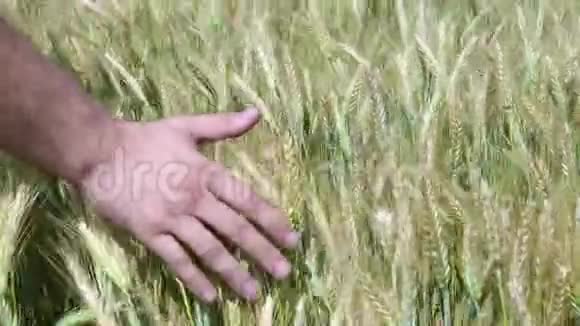 一只手穿过麦田男性手触麦穗特写农夫收获概念收获概念视频的预览图