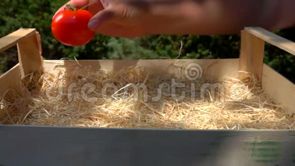 手把成熟多汁的西红柿放进木箱里视频的预览图
