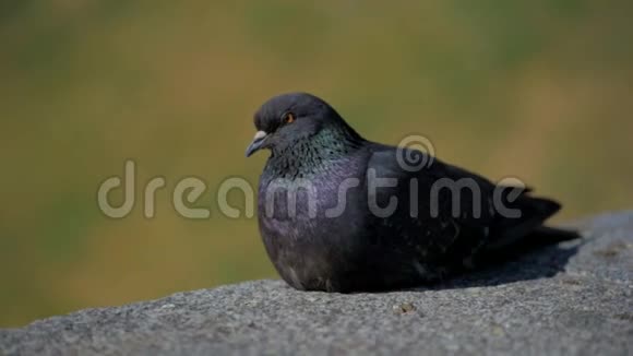坐在石头上的鸽子真不错视频的预览图