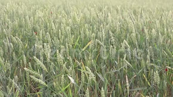 田野上的绿色小麦小穗在风中摆动视频的预览图
