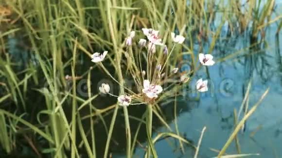 池塘里的花视频的预览图