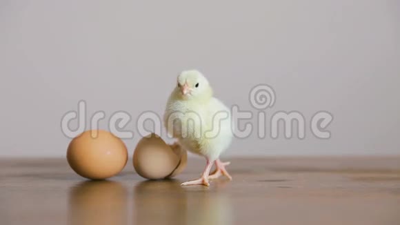 鸡蛋里的小鸡有壳视频的预览图