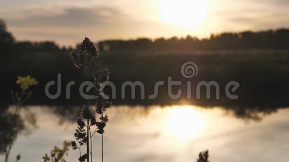 日落在天空中的日落和它在河水表面的反射夏日之夜草的花序视频的预览图