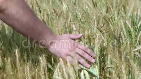 一只手穿过麦田男性手触麦穗特写农夫收获概念收获概念视频的预览图