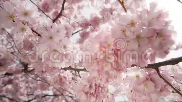梦幻般的樱花落在树上视频的预览图