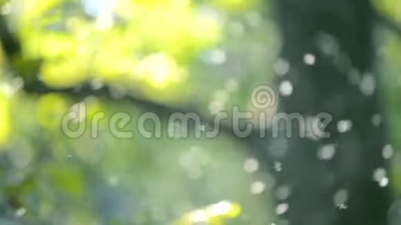背景森林中的白色小昆虫在空中动特写镜头视频的预览图
