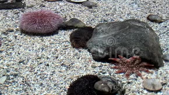 海洋生物海胆红海海胆视频的预览图
