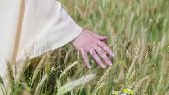 乡村自然暑假农业和人的概念接近年轻女子的手触摸小穗视频的预览图