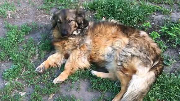 蒙古狗躺在草地上看着特写视频的预览图