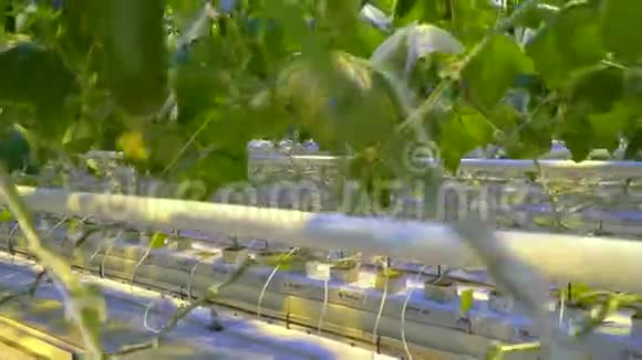 利用水培系统种植幼黄瓜视频的预览图