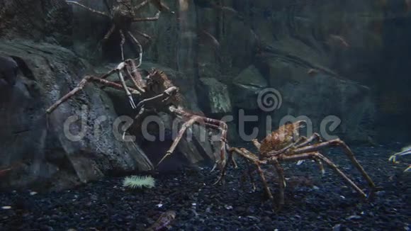 巨型蜘蛛蟹视频的预览图