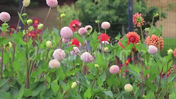 登斯花园里一朵朵粉红色和橙色的花视频的预览图