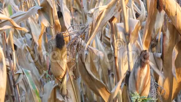 地上有很多干玉米黄色成熟玉米生长在茎上露天近距离观看视频的预览图