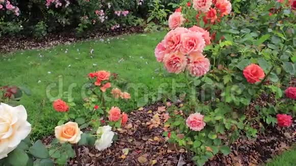 太平洋西北花园的一排排覆盖好的玫瑰视频的预览图