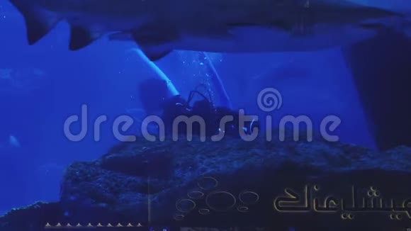 潜水员被扔进巨大的水族馆里清洗它大鲨鱼和鱼视频的预览图