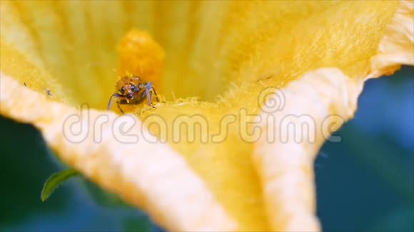 南瓜花上的红瓜甲虫视频的预览图