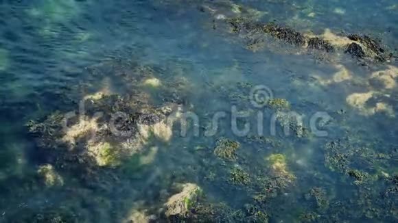 海草在海里移动视频的预览图