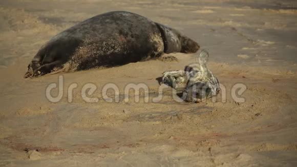 一只新生的灰色海豹幼崽halichoerusgrypus躺在英国诺福克的霍西它休息的母亲附近的海滩上视频的预览图