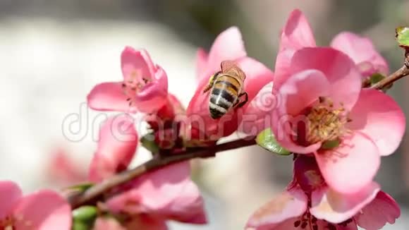 蜜蜂采桃花蜜宏观视频视频的预览图