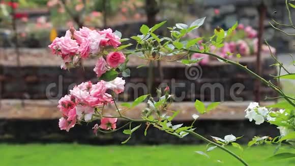 在花园里捧着一束粉红色的小玫瑰视频的预览图