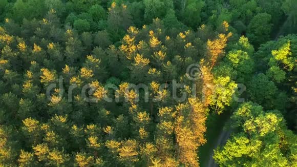 纽约北部森林和池塘的空中无人机拍摄视频的预览图