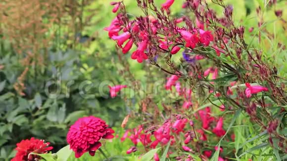 剪花园里的大丽花和粉红色的花视频的预览图