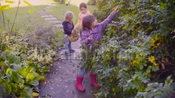 三个女孩在花园里收集野生玫瑰浆果视频的预览图