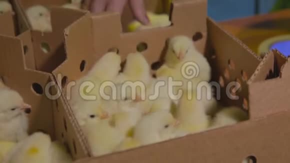 家禽养殖场的鸡视频的预览图
