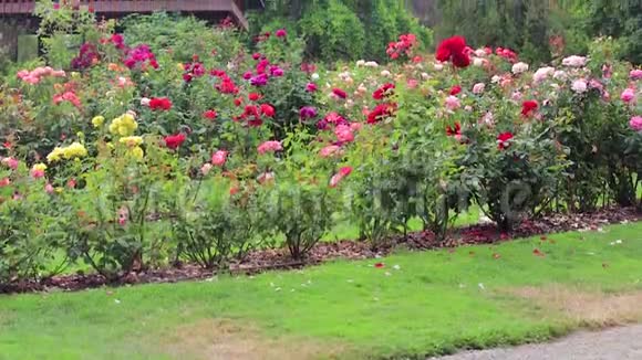 在玫瑰花园的中心一个遮荫的结构视频的预览图