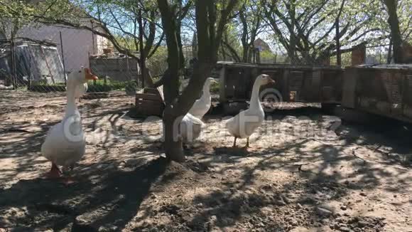 鹅在院子里走来走去树荫下视频的预览图