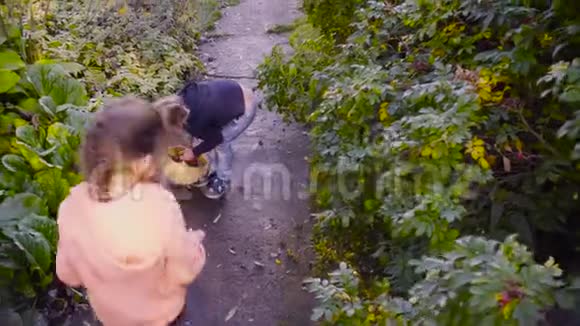 三个女孩在花园里收集野生玫瑰浆果视频的预览图