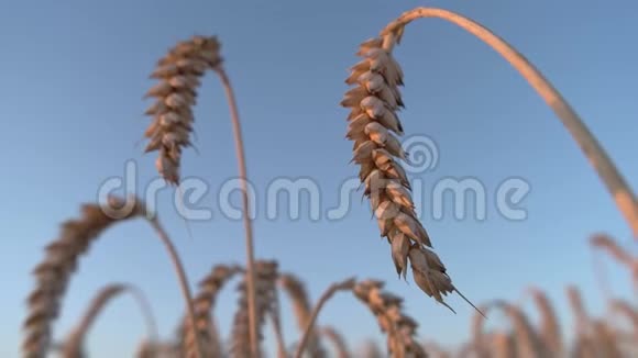 小麦用金色的耳朵特写视频的预览图