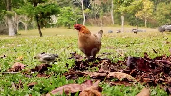 传统家禽养殖场提供免费肉鸡视频的预览图