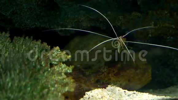 水下世界虾的特写珊瑚和礁鱼视频的预览图