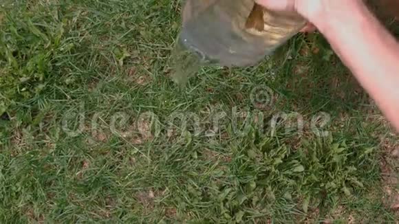 人们用塑料器皿中的鱼把水倒在草地上视频的预览图