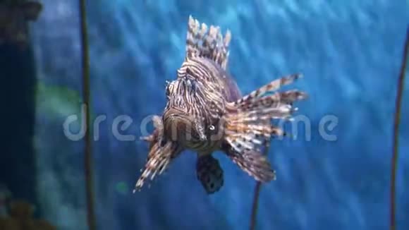 水下世界多彩鱼珊瑚礁狮子鱼视频的预览图