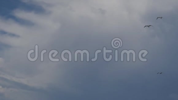 海鸥飞行天空视频的预览图