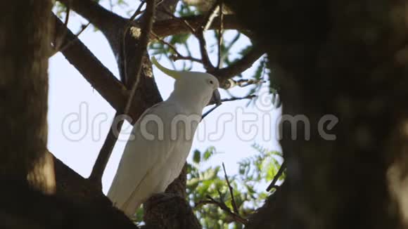 一只白色的鹦鹉在树枝上视频的预览图