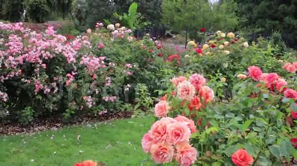 大杏色玫瑰背景为粉红色绿篱视频的预览图