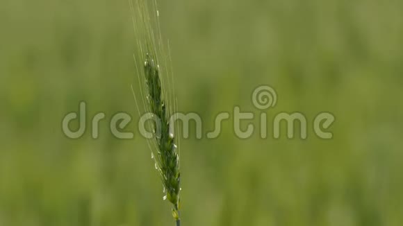 一颗绿色的麦穗在风中摇曳视频的预览图